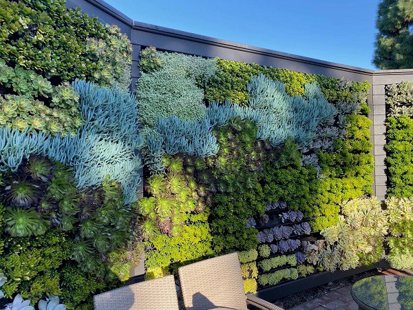 How to create urban vertical garden