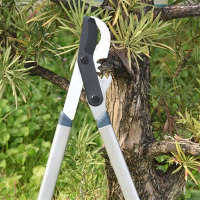 بہترین ٹول پرننگ برانچز بائی پاس لوپرز ہیں۔